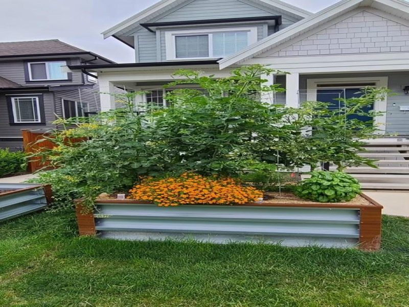 GrowBoxx bed with tall tomatoes, marigolds and basil in front yard