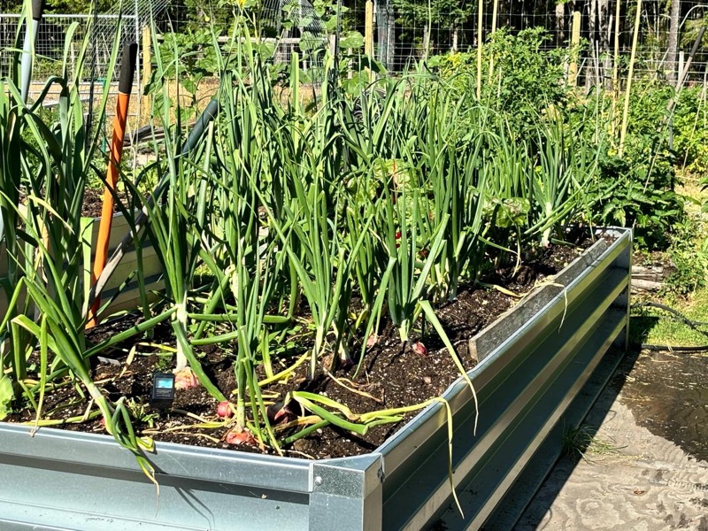 GrowBoxx bed packed with onions and garlic growing in rich soil